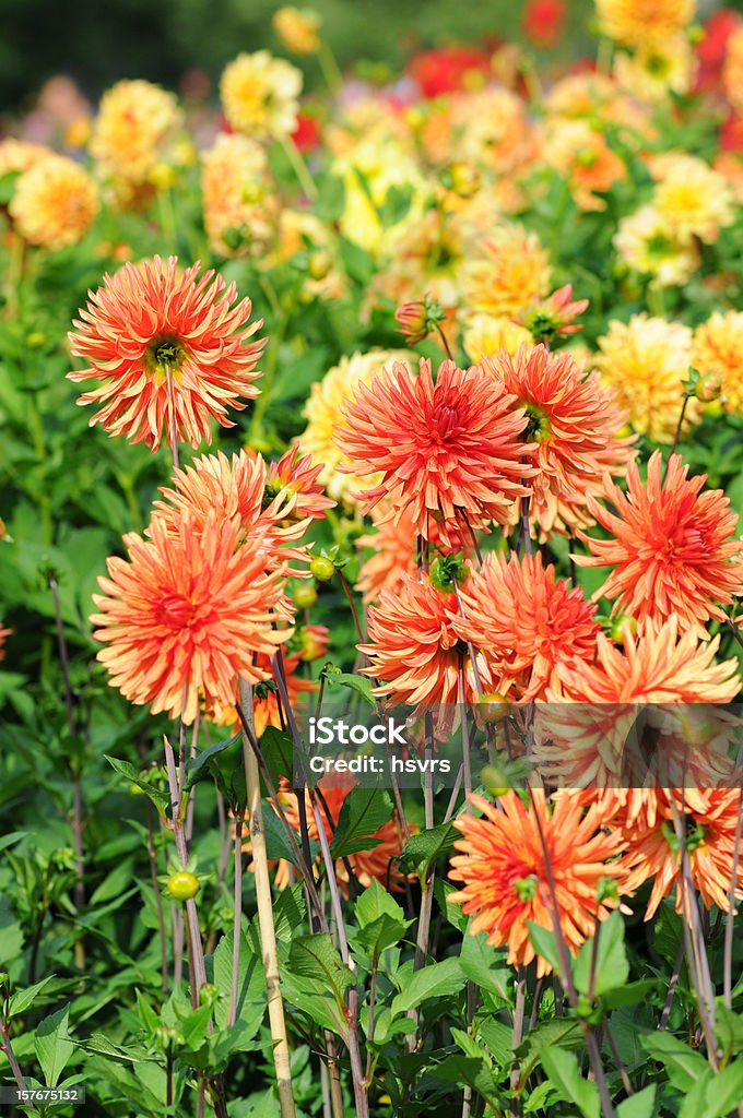 orange et jaune-Dahlien dahlia - Photo de Arbre en fleurs libre de droits