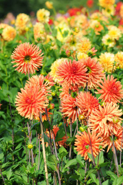 istock orange and yellow dahlia - Dahlien 157675132