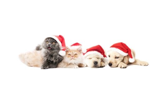 Dog and Cat in Santa outfit in front of a Christmas Tree with gift around