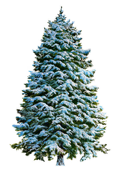 ilustrações, clipart, desenhos animados e ícones de árvore de natal na neve - flocked