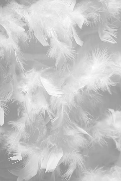 White Feathers Background Stock Photo - Download Image Now - Feather, White  Color, Backgrounds - iStock