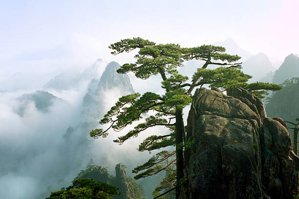 красота в природе - huangshan mountains стоковые фото и изображения