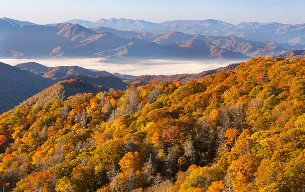 Autumn Forest and Mountains Mountains, morning fog, and autumn foliage   great smoky mountains national park stock pictures, royalty-free photos & images