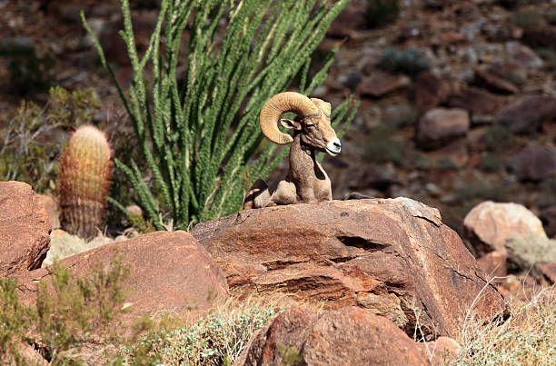 désert de mouflon - bighorn sheep sonoran desert animal sheep photos et images de collection