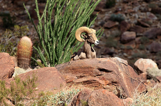 Desert Bighorn Sheep Endagered desert bighorn ram sitting on red rocks with ocotillo tree and barrel cactus.  Looking to the right.   ocotillo cactus stock pictures, royalty-free photos & images