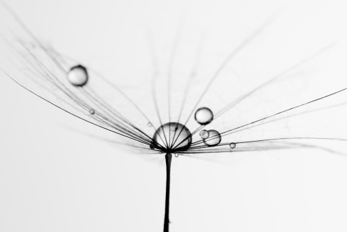 Dandelion seed with water drops and white background. Rendered in black and white