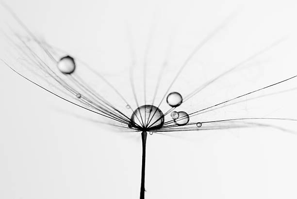 семя одуванчика - dandelion nature water drop стоковые фото и изображения