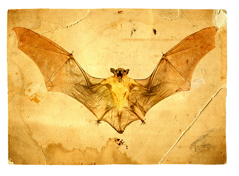 Aged Bat Photo.