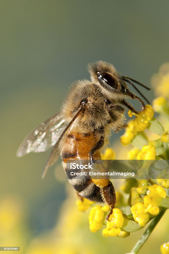 Makro owadów Miód Pszczoły (Apis mellifera) na żółte kwiaty - Zbiór zdjęć royalty-free (Bez ludzi)