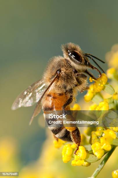 Makro Owadów Miód Pszczoły Na Żółte Kwiaty - zdjęcia stockowe i więcej obrazów Bez ludzi