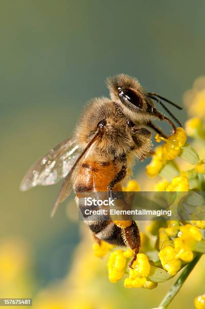 Macro De Insetos Abelha De Mel Em Amarelo Flores - Fotografias de stock e mais imagens de Abelha