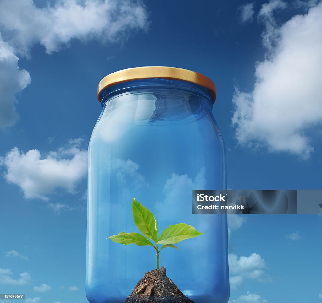 Planta jovem verde gravado no vidro de garrafa - Foto de stock de Agricultura royalty-free
