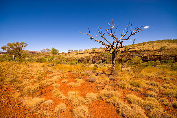 outback da austrália ocidental-árvore no parque nacional de karijini - watarrka national park - fotografias e filmes do acervo