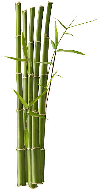 Bamboo Bunch with Leaves stock photo