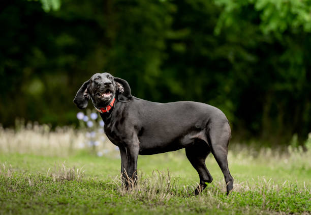 istock Black labrador walking at nature at summer 1576758069
