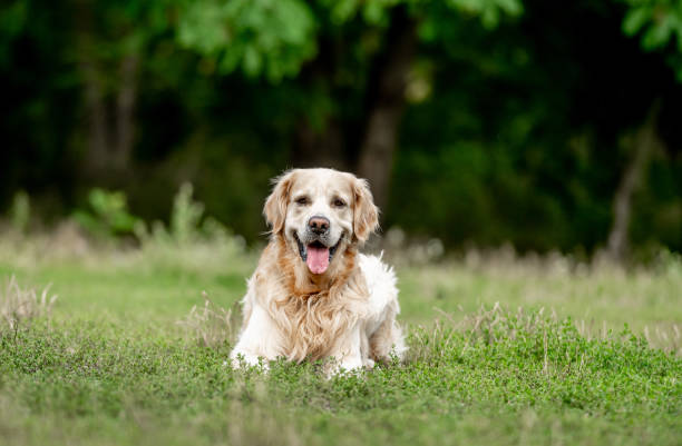 istock Golden retriever dog lying at nature 1576758074