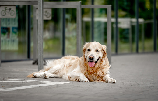 Golden retriever dog lying at city street. Adorable purebred pet doggy labrador waiting owner outdoors