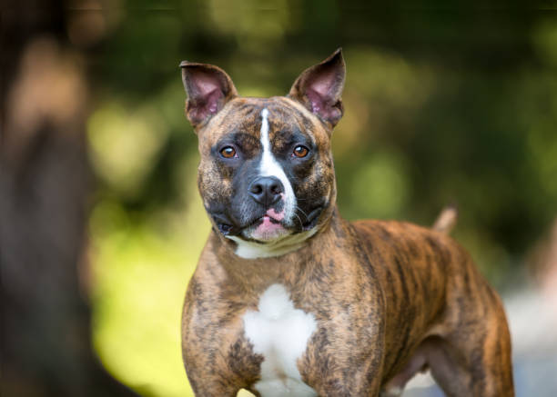 istock A brindle Pit Bull Terrier dog outdoors 1576758591
