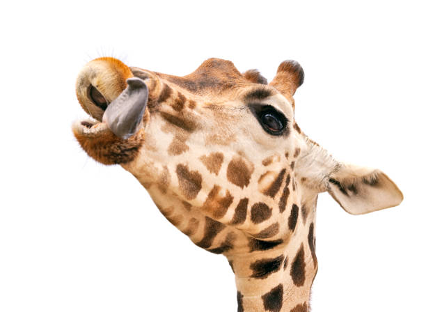 istock Giraffe with put out tongue 157675976