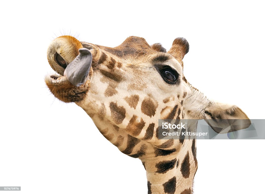 Girafa com Colocar a língua para fora - Foto de stock de Animais de Safári royalty-free