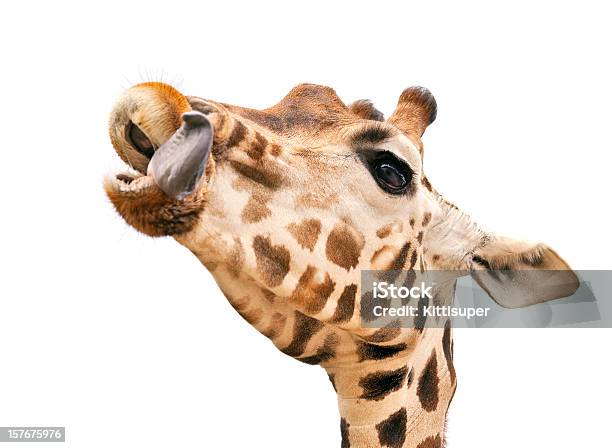 Foto de Girafa Com Colocar A Língua Para Fora e mais fotos de stock de Animais de Safári - Animais de Safári, Animal, Animal selvagem