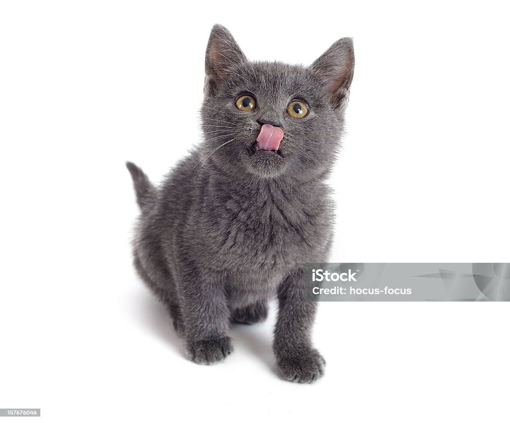 Affamato kitty - Foto stock royalty-free di Gatto domestico