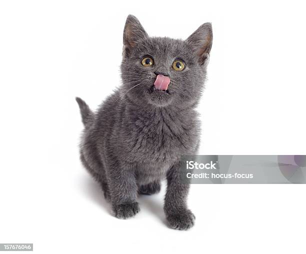 Affamato Kitty - Fotografie stock e altre immagini di Gatto domestico - Gatto domestico, Sfondo bianco, Gattino