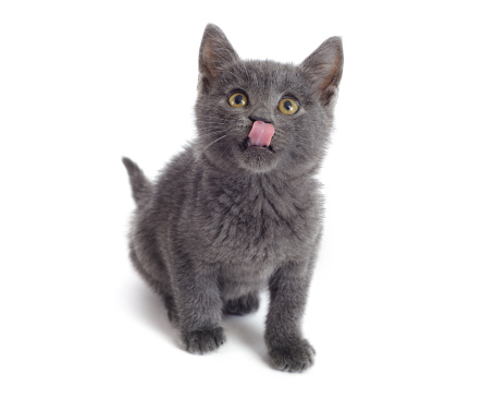 Little british shorthair cat is licking.