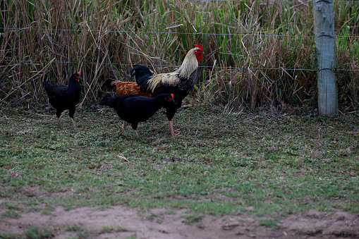 itaju do colonia, bahia, brazil - july 23, 2023: free-range chicken farming in a farm in the countryside in Bahia.