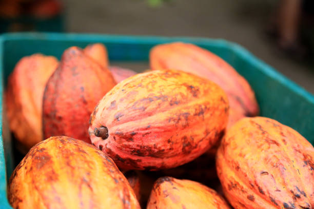 Cocoa fruit with isolated background, source of all chocolate, in raw state, before beans are removed to ferment and dry, later ground to chocolate.
