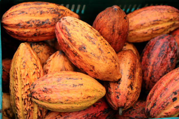 salvador, bahia, brazil - july 2, 2023: cacao fruit for sale at a free fair in the city of Salvador.