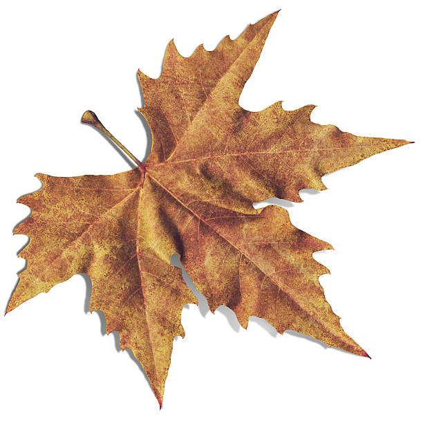 istock High Resolution Autumn Dry Maple Leaf Isolated On White Background 157676139