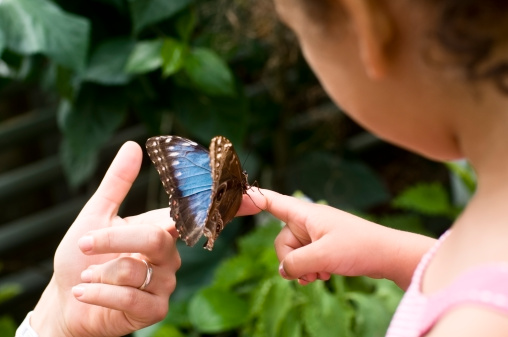 Child, aged 4 years old, is holding a butterfly in a butterfly house. The butterfly is Speckled Wood ( Pararge aegeria )