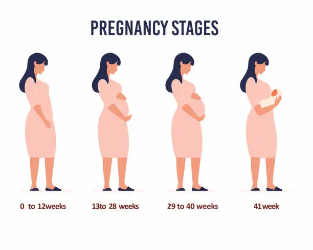 Vector illustration of states of pregnancy