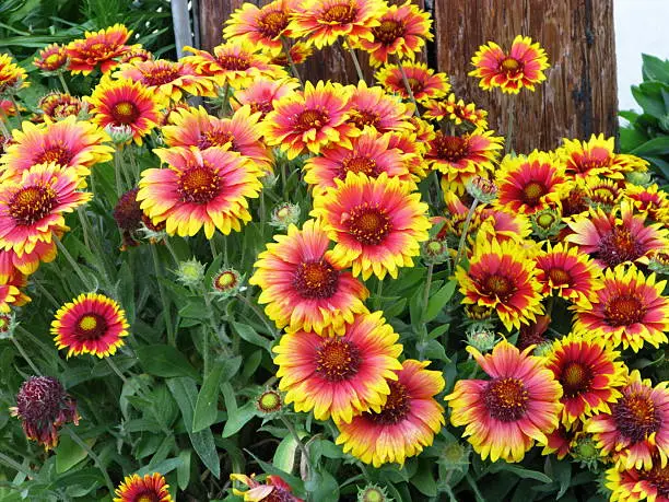 Gaillardia - the Blanket flowers, is a genus of drought-tolerant annual and perennial plants from the sunflower family, native to North and South America. It was named after M. Gaillard de Charentonneau, an 18th-century French magistrate who was a patron of botany. The common name refers to the inflorescence's resemblance to brightly patterned blankets made by native Americans.