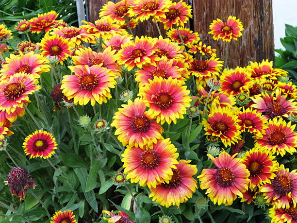 galhardas aristata cobertor flor - flower head annual beauty close up imagens e fotografias de stock