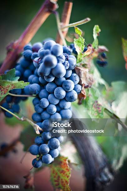 Uvas En El Viñedo Foto de stock y más banco de imágenes de Uva Sangiovese - Uva Sangiovese, Uva, Agricultura