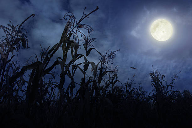 Cornfield à noite - fotografia de stock