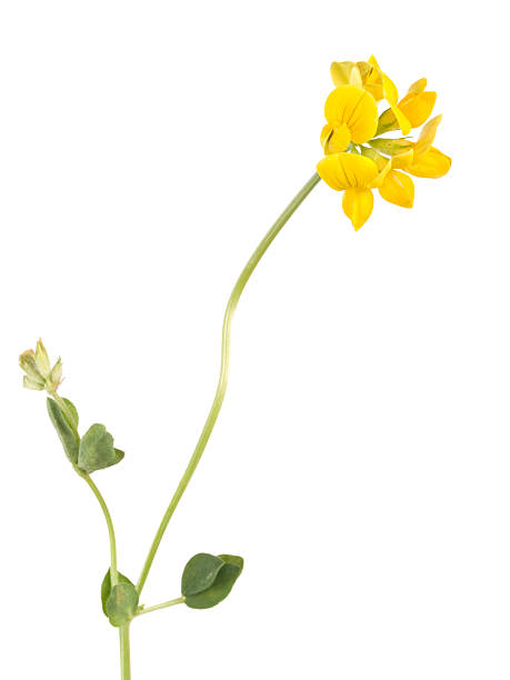 istock Bird's foot trefoil 157676855