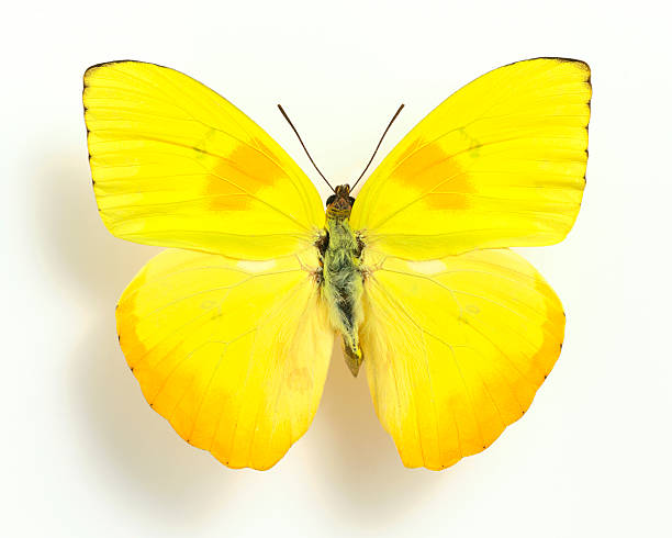 Yellow butterfly stock photo
