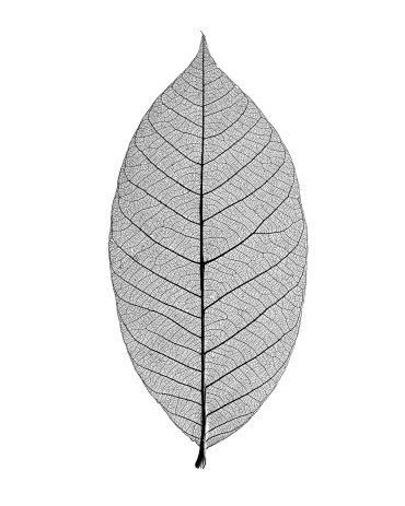 Skeleton Leaf on white background