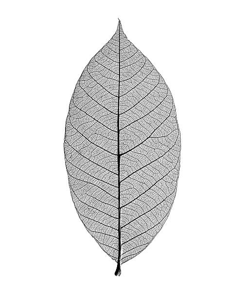 Photo of Monochrome photo of skeleton leaf on white background