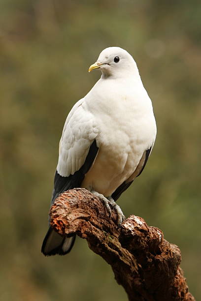 istock Imperial Pigeon Foot 157676931