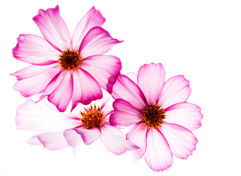 Beautiful pink Chrysanthemum flower blossom isolated on white background, Spring season