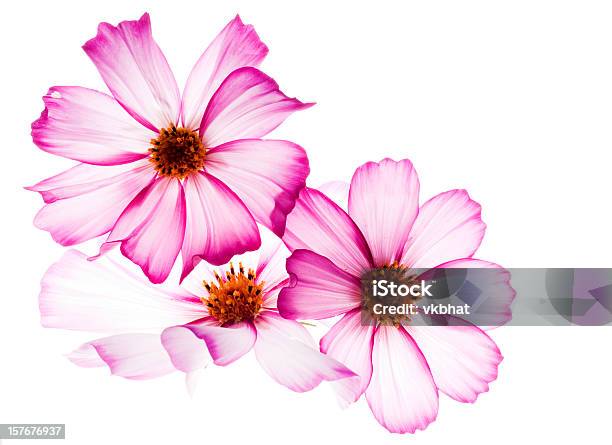 Cosmos Flowers Stock Photo - Download Image Now - Flower, Back Lit, Translucent