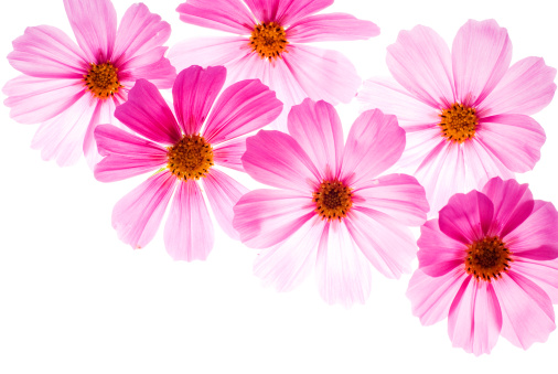 Beautiful back lit cosmos flowers isolated on white background. High key image with copy space