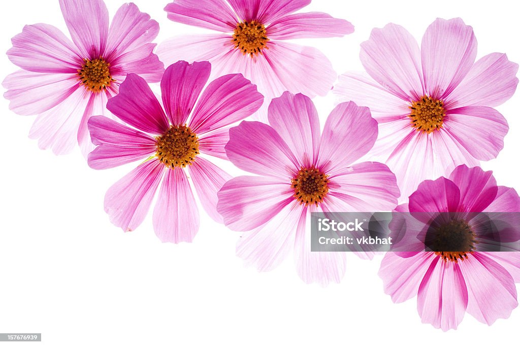 Pink flowers on a bright white background Beautiful back lit cosmos flowers isolated on white background. High key image with copy space Flower Stock Photo