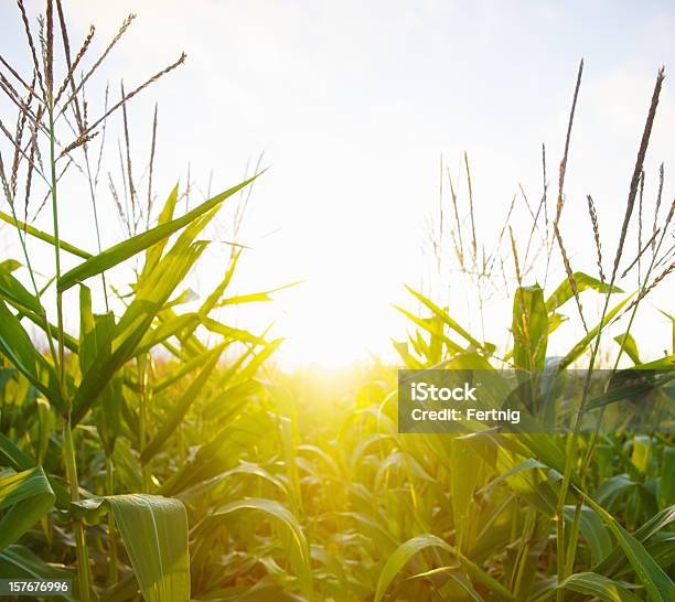 일요일 새벽 통해 Cornfield 곡초류에 대한 스톡 사진 및 기타 이미지 - 곡초류, 금색, 농업