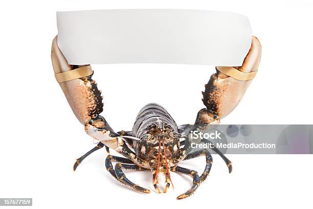Lobster Держащий Знак — стоковые фотографии и другие картинки Омар - Омар, Белый фон, Знак свободного места