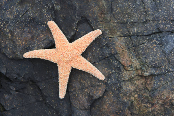 istock Starfish and rocky ocean shore 157677239